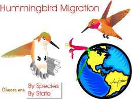 humming bird migration