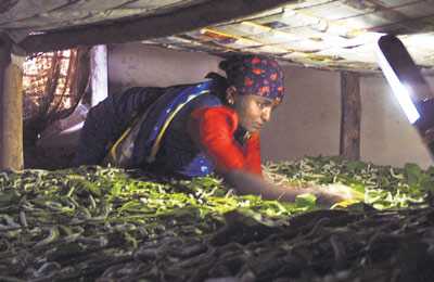 A silk farmer feeding silk worms using Selco solar light