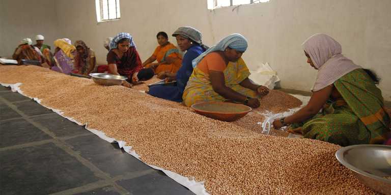 Establishing commodity cooperatives – crucial role of member stakes