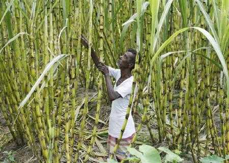 sugarcane farmer